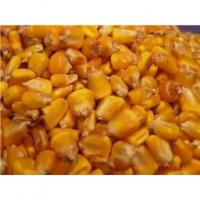 Vand Porumb Boabe oferta Cereale & plante tehnice