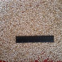 Fasole jumatati oferta Cereale & plante tehnice