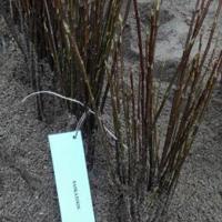  AFIN CANADIAN SASKATOON (Amelanchier Alnifolia oferta Pepiniere