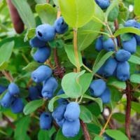 AFIN SIBERIAN - Lonicera Caerulea - Honeyberry oferta Material saditor